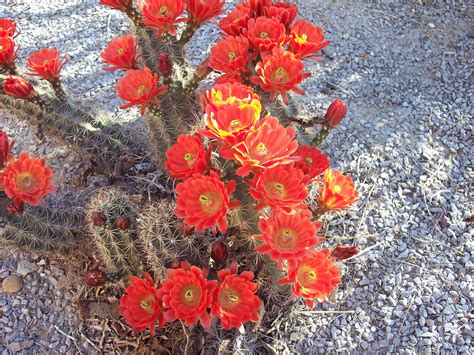 Free Images Cactus Desert Flower Petal Bloom Red Botany Flora