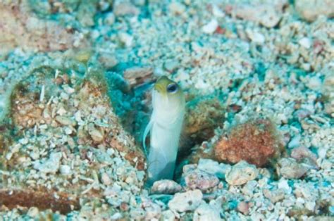 Common Reef Fish Of Florida And The Caribbean Fish Florida Caribbean
