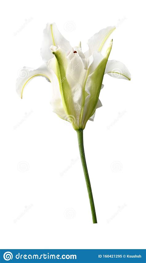 White Lily Flower Stock Image Image Of Elegance Flower 160421295