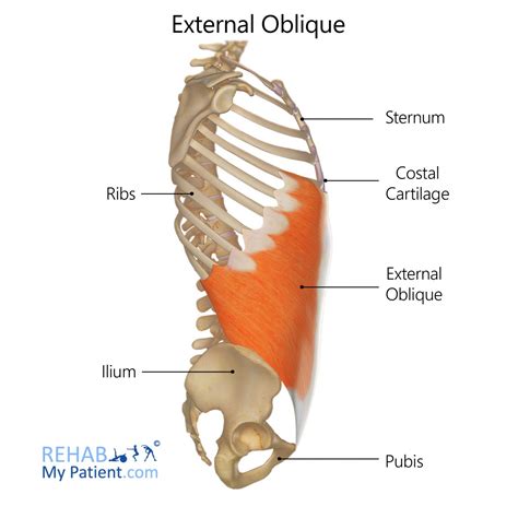 External Oblique Rehab My Patient