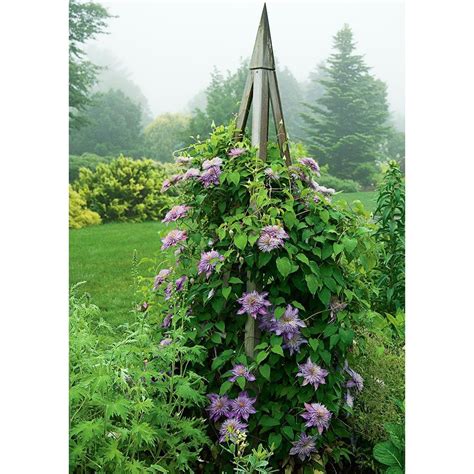 Clematis Crystal Fountain Regal Clematis White Flower Farm