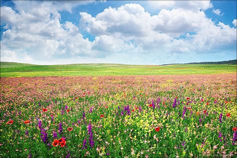 Spring Flower Meadow Flickr Photo Sharing