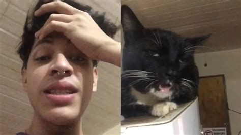 Video Un Gato Se Comió Unos Brownies Locos Y Su Reacción Se Hizo Viral