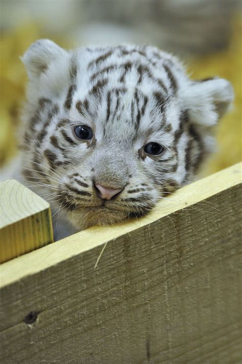 As 25 Melhores Ideias De White Tiger Cubs No Pinterest Filhotes De