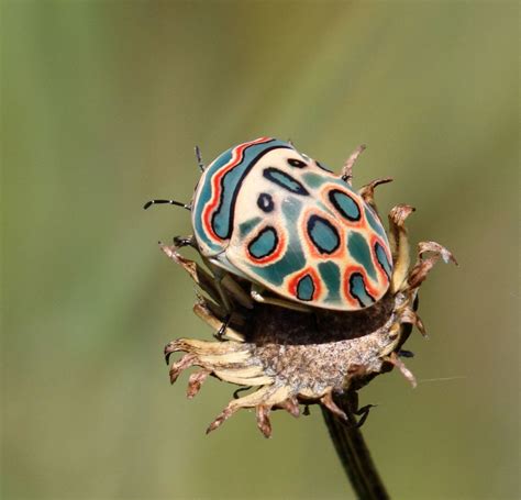 Los 10 Insectos Más Bellos Del Mundo Vástago 2024