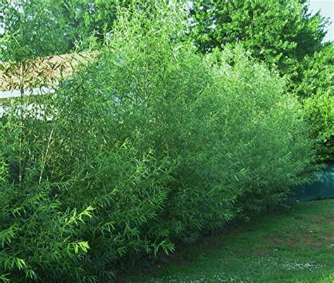 16 Hybrid Willow Trees Austree Grows 12 Foot 1st Season Create