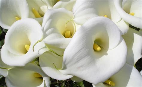 (white flower) the final game in the series. 100 Types of the Most Beautiful White Flowers for Your ...