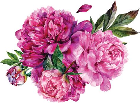Royalty Free Peony Clip Art Vector Images And Illustrations Istock
