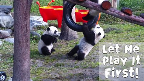 Panda Cubs Wrestling Over The Tire Swing Ipanda Youtube