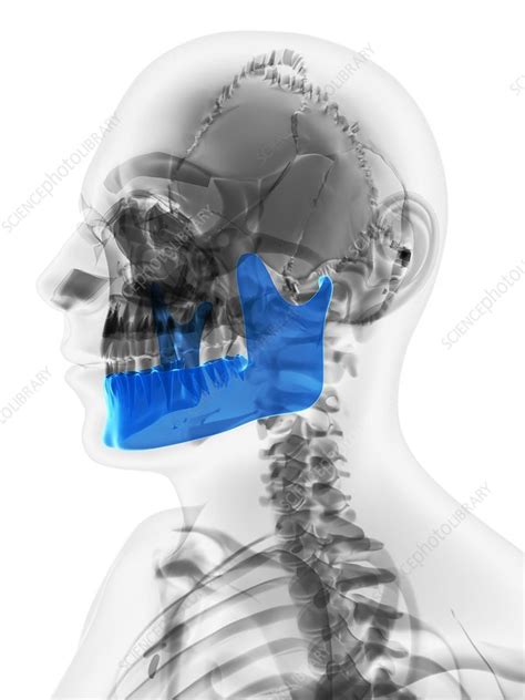 Lower Jaw Bone Artwork Stock Image F0063046 Science Photo Library