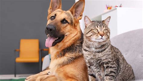 Cats Vs Dogs Which Makes A Better Pet Top Dog Tips