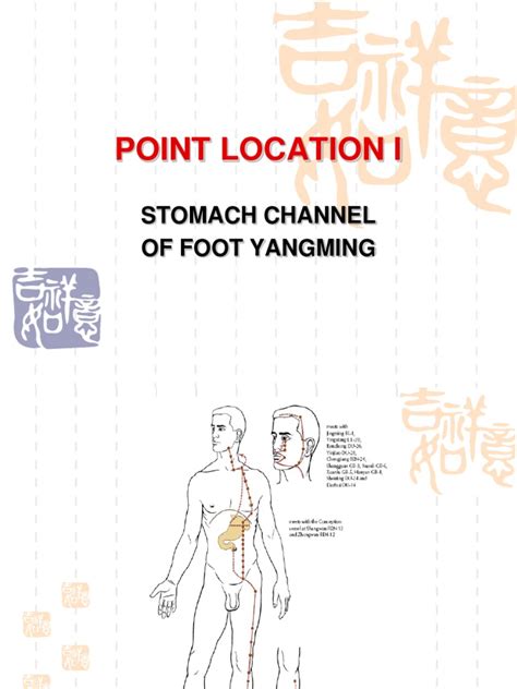 Class 3 Foot Yangming Stomach Channel Pdf Thorax Abdomen