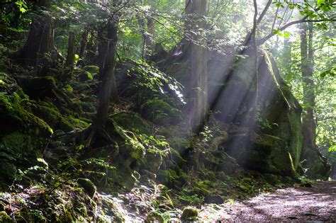 The site owner hides the web page description. 木・森のフリー（無料）写真素材-ぱくたそ