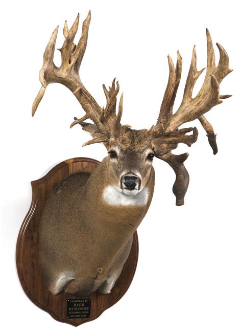 7 Biggest Non Typical White Tailed Bucks Of All Time