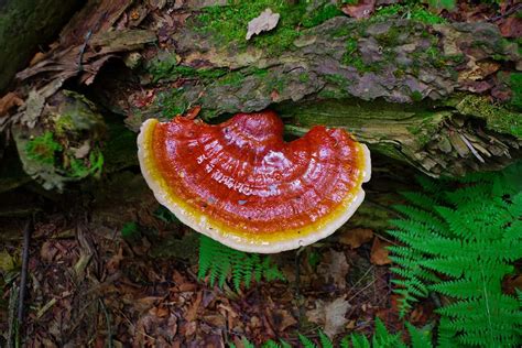 All About Foraging And Harvesting Reishi Mushrooms