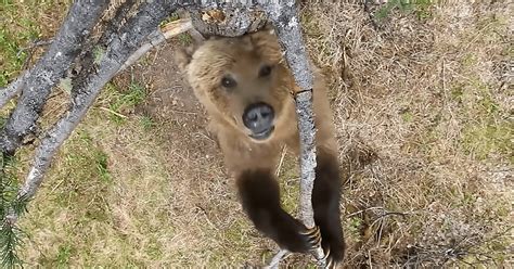 Hidden Camera Reveals Secret Life Of Bears Wwjd
