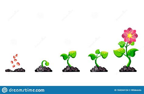 Phases Plant Growth Infographic Process Cultivation Sprout In The