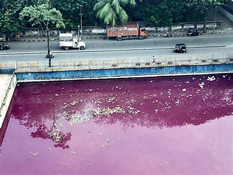 Polluted pond at Sindhi colony has even changed colour