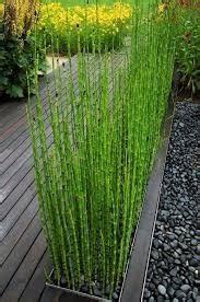 Find great deals on ebay for horsetail plant seeds. 1 Planta De Cola De Caballo (equisetum Arvense) - $ 140.00 ...