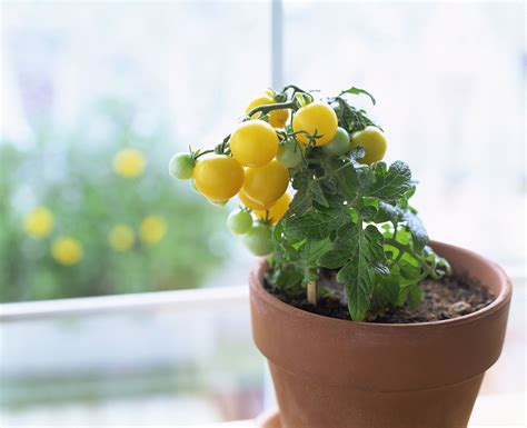 Common Mistakes Growing Tomatoes In Containers