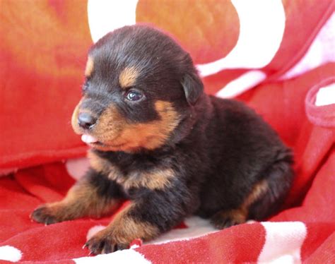 Contact indiana rottweiler breeders near you using our free rottweiler breeder search tool below! Miranda - female AKC Rottweiler puppy for sale at ...
