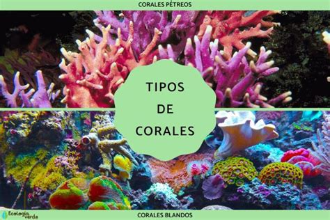 Tipos De Corales Nombres Características Y Fotos