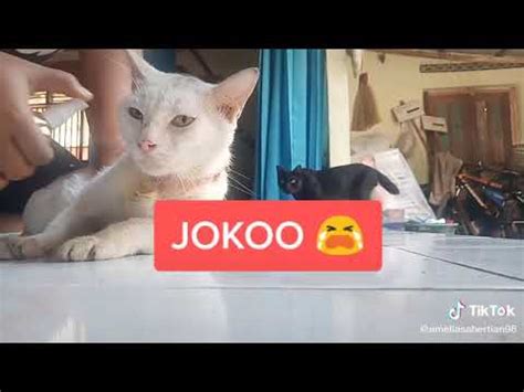 Check spelling or type a new query. kucing ngomong nama orang 😂😁 - YouTube