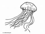 Jellyfish Coloring Printable Simple Adults sketch template