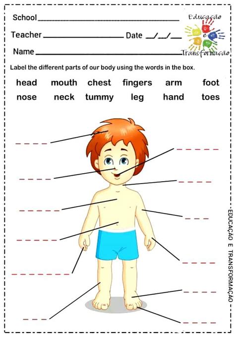 Blog Educação E Transformação 👍 Partes Do Corpo Humano Em Inglês