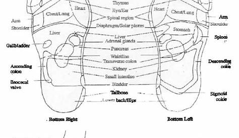 left foot reflexology chart