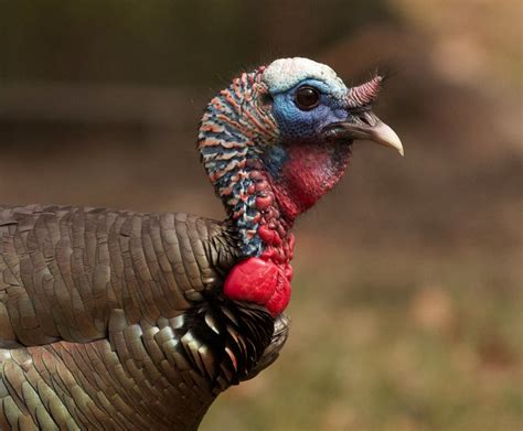 Male Wild Turkey Profile Arlene Koziol Flickr
