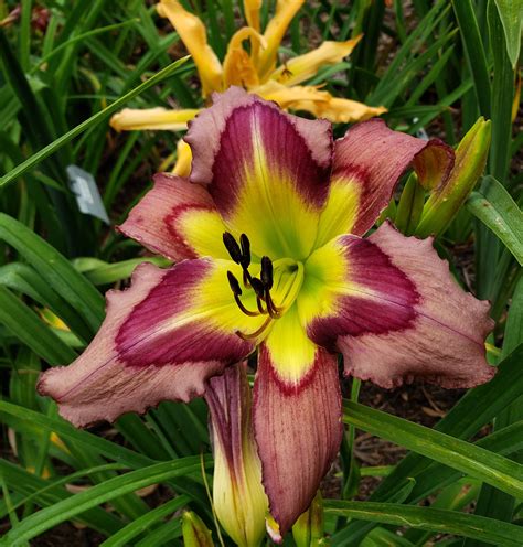 Earthly Treasures Daylily Garden Purple Cheetah