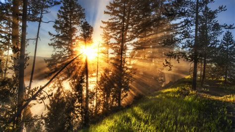 X X Trees Landscapes Wallpaper Sun Rays Of Light Grass Nature