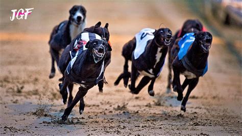 Dog Racing Greyhounds Track Race Youtube