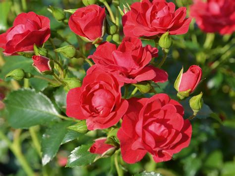 Buy Online Flower Carpet Rose Pink Supreme Ashwood Nurseries