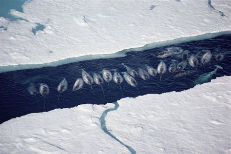 Climate Change Is Causing Narwhals To Change Migration Patterns Bloomberg
