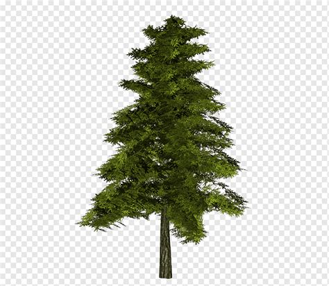 Pine Tree Tree 3d Computer Graphics Branch Spruce Png Pngwing
