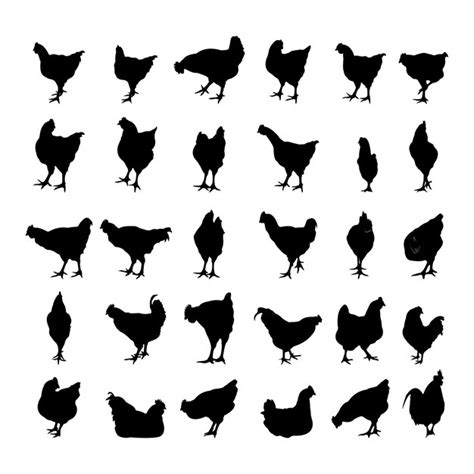 premium vector collection of black silhouettes chickens