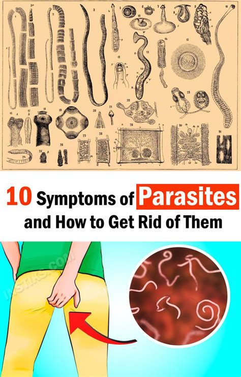 10 Symptoms Of Parasites And How To Get Rid Of Them Parasites