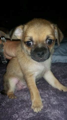 Uptown puppies offers pug puppies for sale from top phoenix az pug breeders. Chihuahua /Pug mix puppies for Sale in Tucson, Arizona Classified | AmericanListed.com