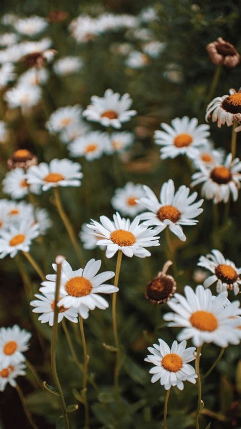 Daisy Aesthetic Wallpapers Top Free Daisy Aesthetic Backgrounds