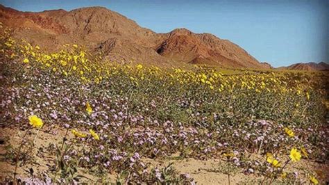 Death valley is the largest national park in the united states outside of alaska, and 95 percent of it is designated as wilderness to preserve its wild character. Death Valley Wildflowers 2021 : When And Where To See ...