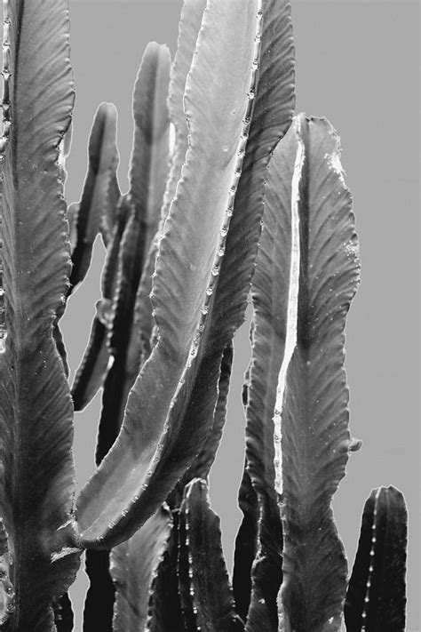 Since i was a kid i've always loved succulents and cacti. Black and White Cactus Photography Photograph by Mustapha Dazi