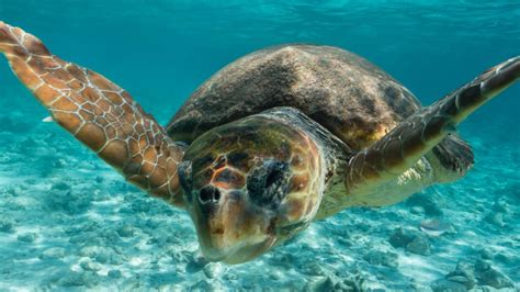 Happy World Sea Turtle Day Heres 5 Fun Facts To Know