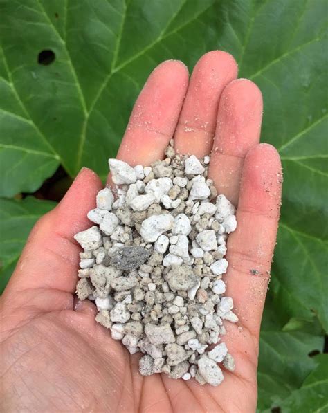 Where To Buy Pumice For Plants Homes And Apartments For Rent