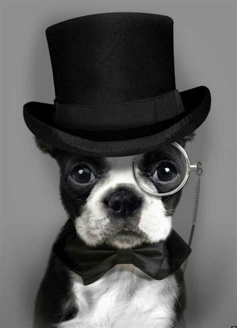 31 Fancy Dogs All Dressed Up For Cuteness Overload Huffpost