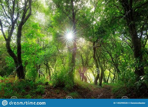 Laurel Forest Sunlight Madeira Stock Photo Image Of Fantasy Mystery