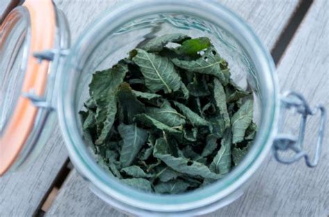 Comment conserver et utiliser la menthe fraîche du potager