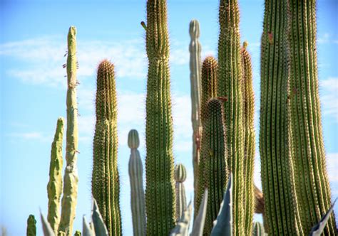 Rebutia est particulièrement recommandé aux débutants pour sa facilité de culture. Les cactus cierges : espèces, culture et entretien