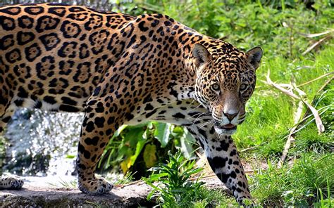 Jaguar Big Cat Carnivore Grass Climb Hd Wallpaper Wallpaperbetter